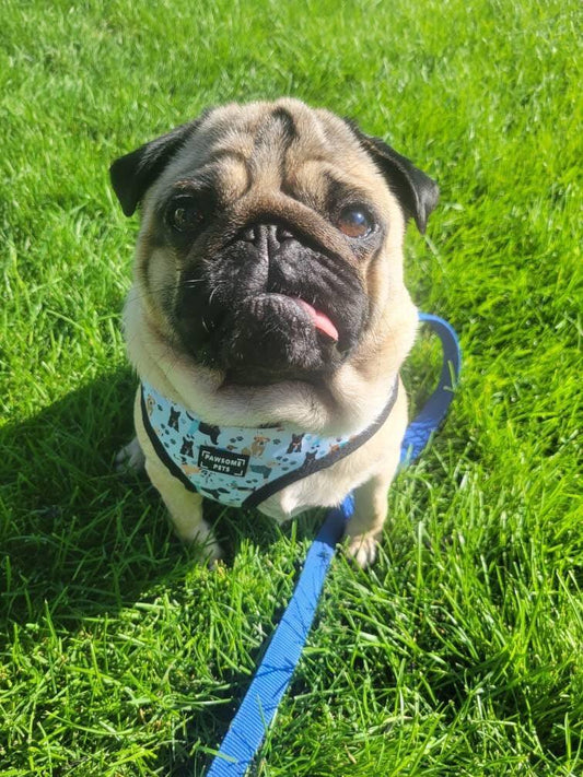 Adjustable Harness - Dapper Doggy